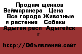 Продам щенков Веймаранера › Цена ­ 30 - Все города Животные и растения » Собаки   . Адыгея респ.,Адыгейск г.